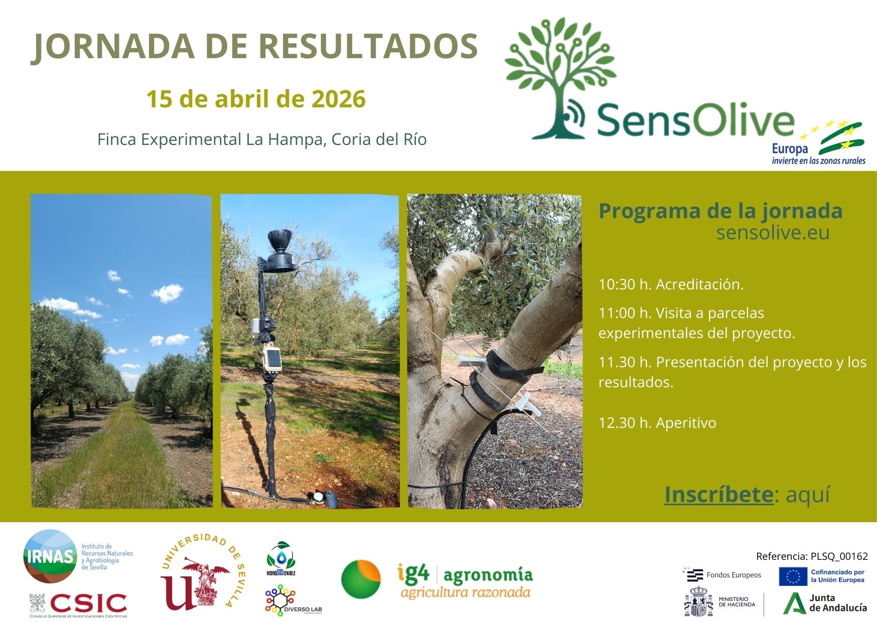 SensOlive to Present Breakthroughs in AI and Sensor Technology for Olive Grove Water Efficiency in Seville