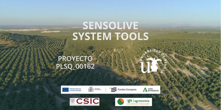 From Data to Irrigation: SensOlive’s Tools for Optimizing Deficit Irrigation